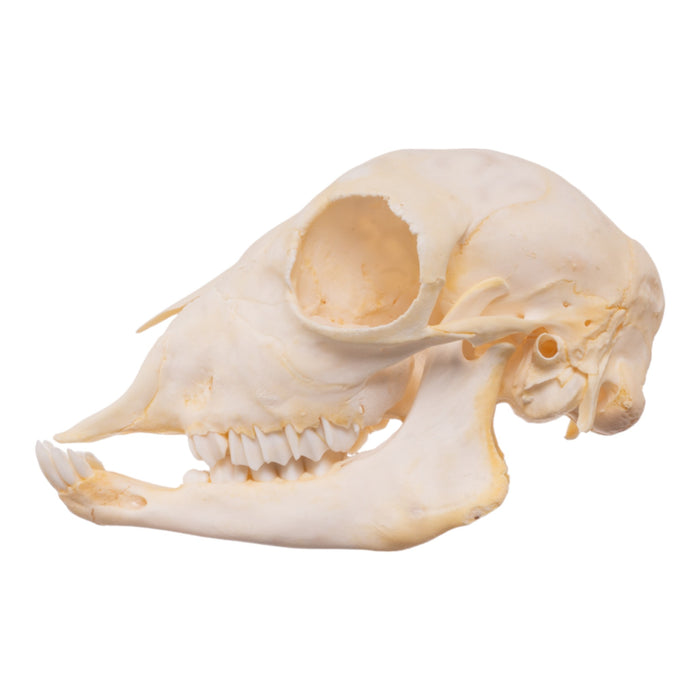 Real Domestic Sheep Skull - Juvenile