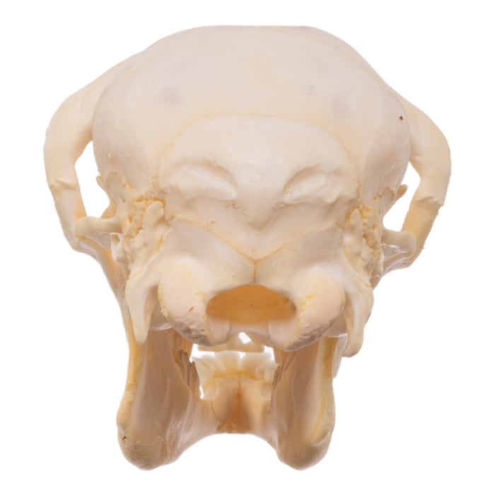 Real Domestic Sheep Skull - Juvenile