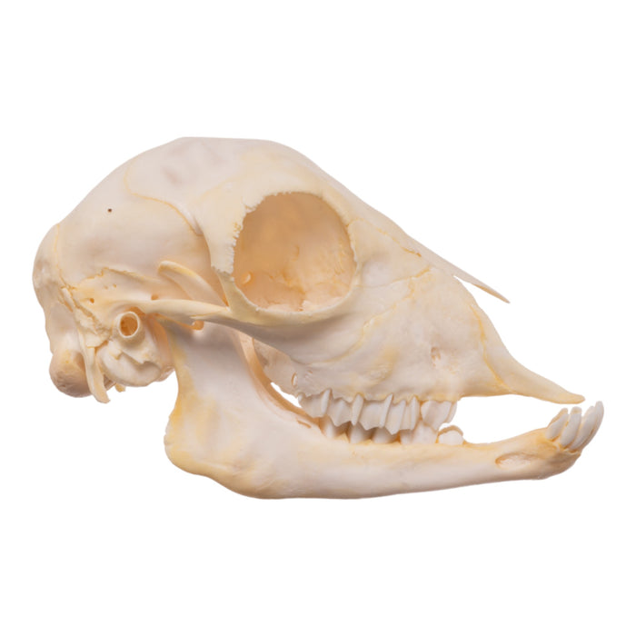 Real Domestic Sheep Skull - Juvenile