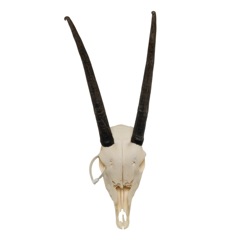 Real Gemsbok Skull - Juvenile