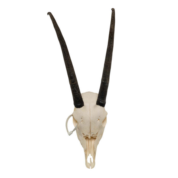 Real Gemsbok Skull - Juvenile