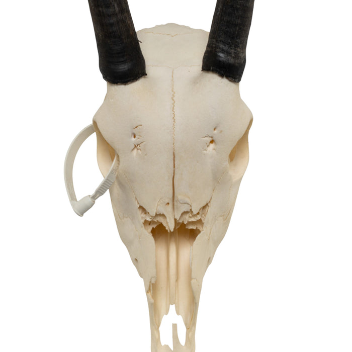 Real Gemsbok Skull - Juvenile