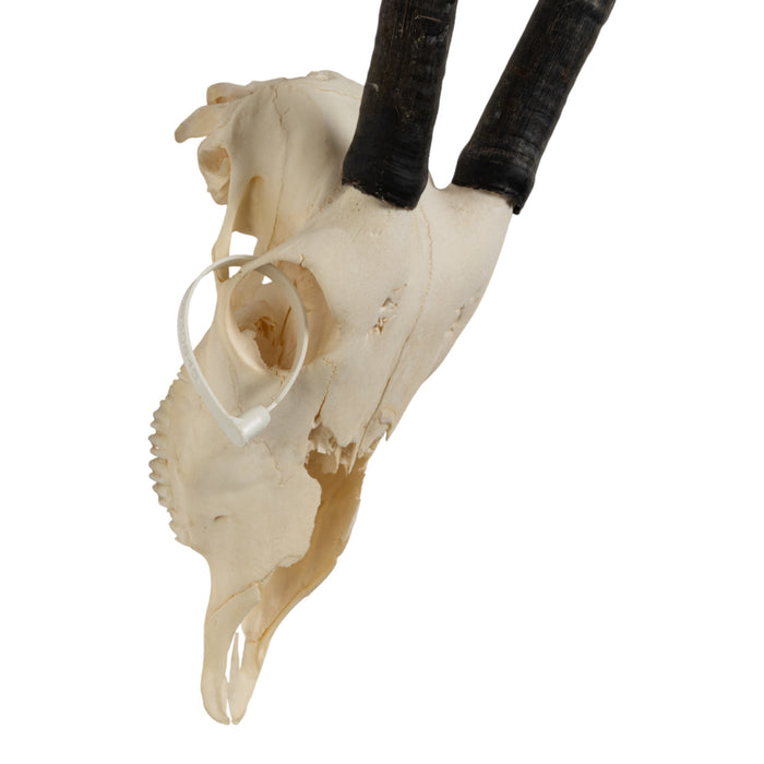 Real Gemsbok Skull - Juvenile