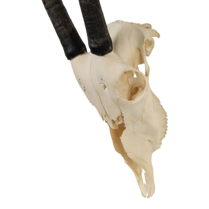 Real Gemsbok Skull - Juvenile