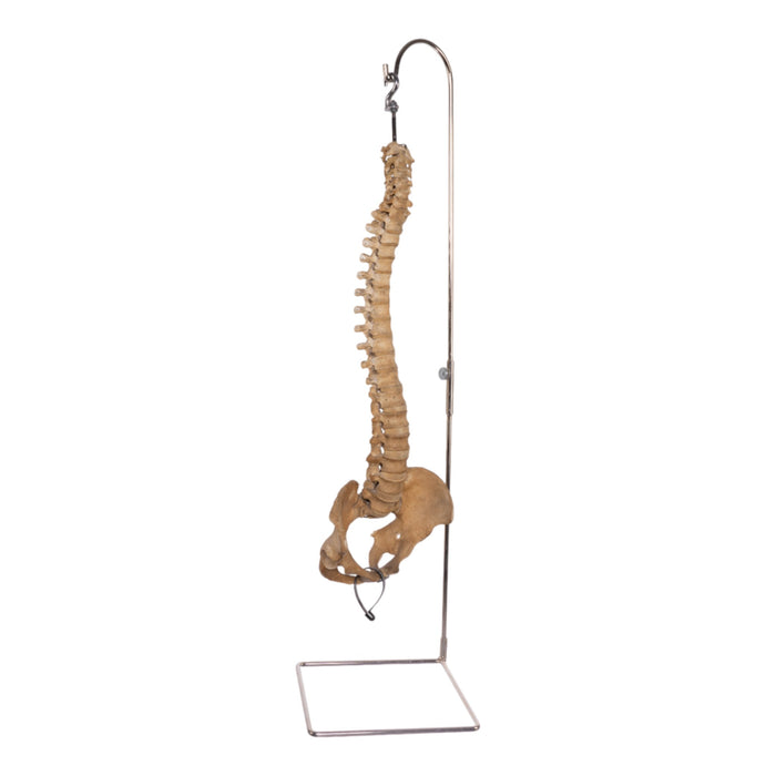 Spine Display Stand