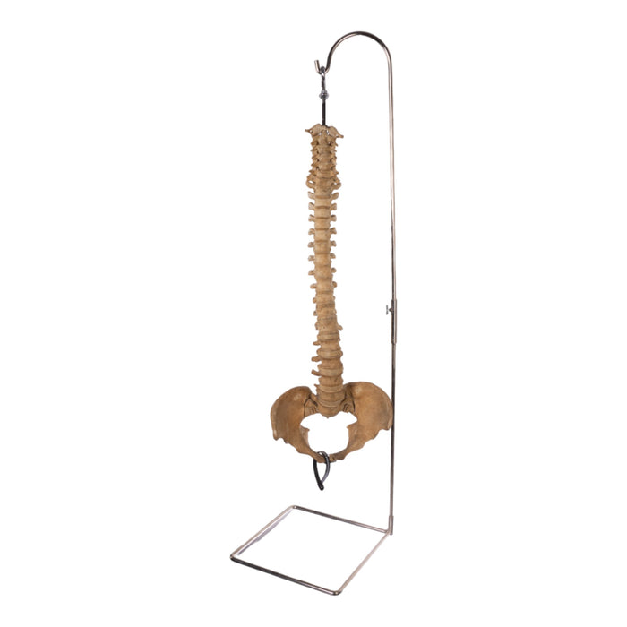 Spine Display Stand