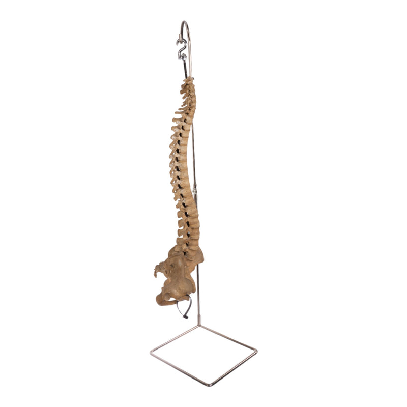 Spine Display Stand
