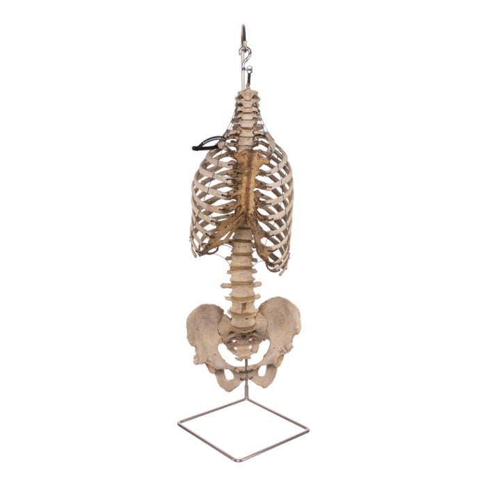 Spine Display Stand