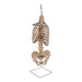 Spine Display Stand