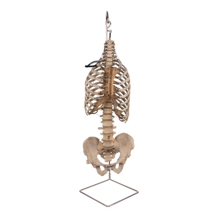 Spine Display Stand