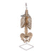 Spine Display Stand