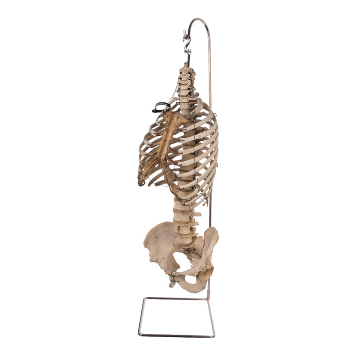 Spine Display Stand