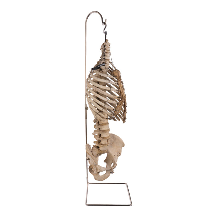 Spine Display Stand