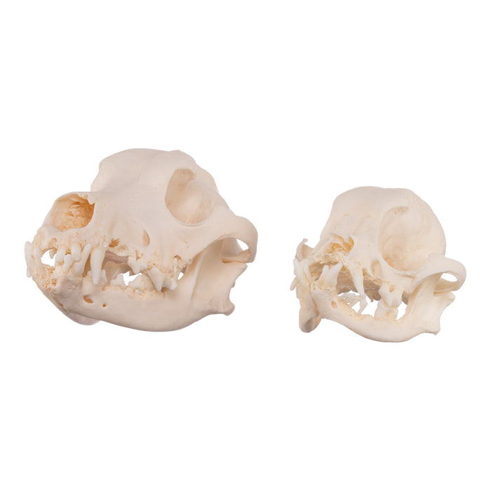 Real Domestic Dog Skull - Severe Periodontal