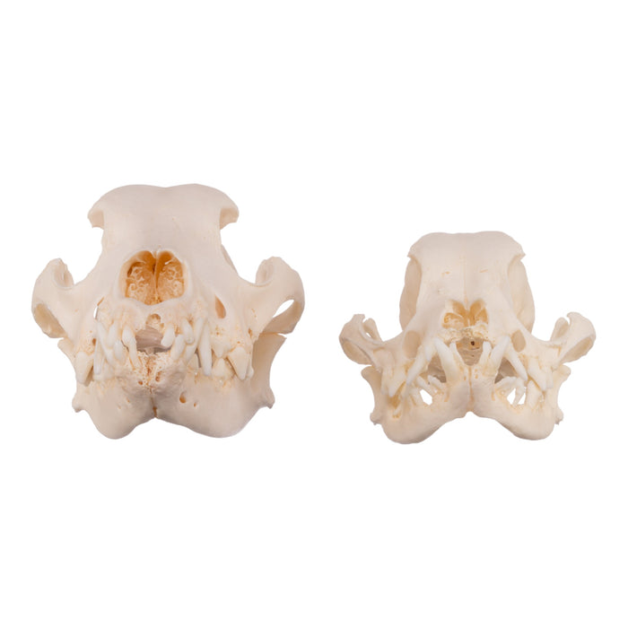 Real Domestic Dog Skull - Severe Periodontal