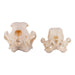 Real Domestic Dog Skull - Severe Periodontal