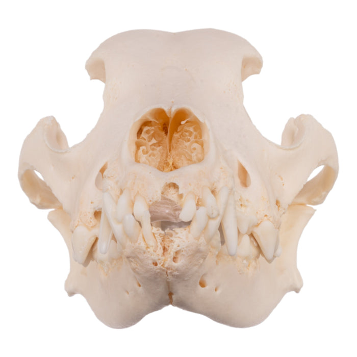 Real Domestic Dog Skull - Severe Periodontal