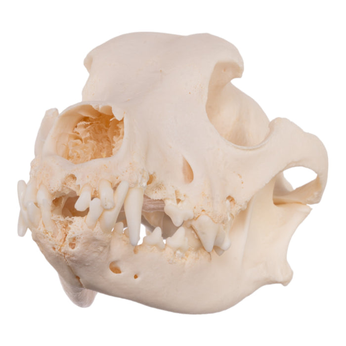 Real Domestic Dog Skull - Severe Periodontal