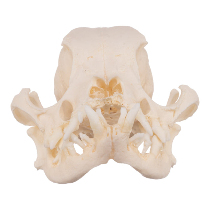 Real Domestic Dog Skull - Severe Periodontal