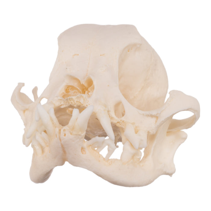 Real Domestic Dog Skull - Severe Periodontal