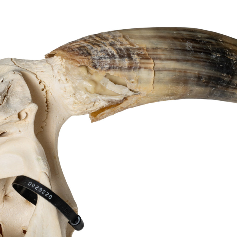 Real Longhorn Skull