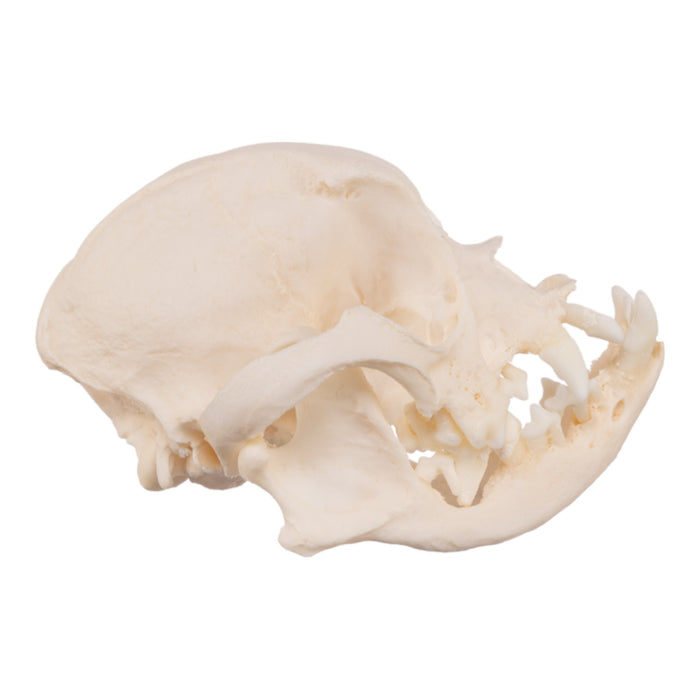 Real Domestic Dog Skull - Severe Periodontal