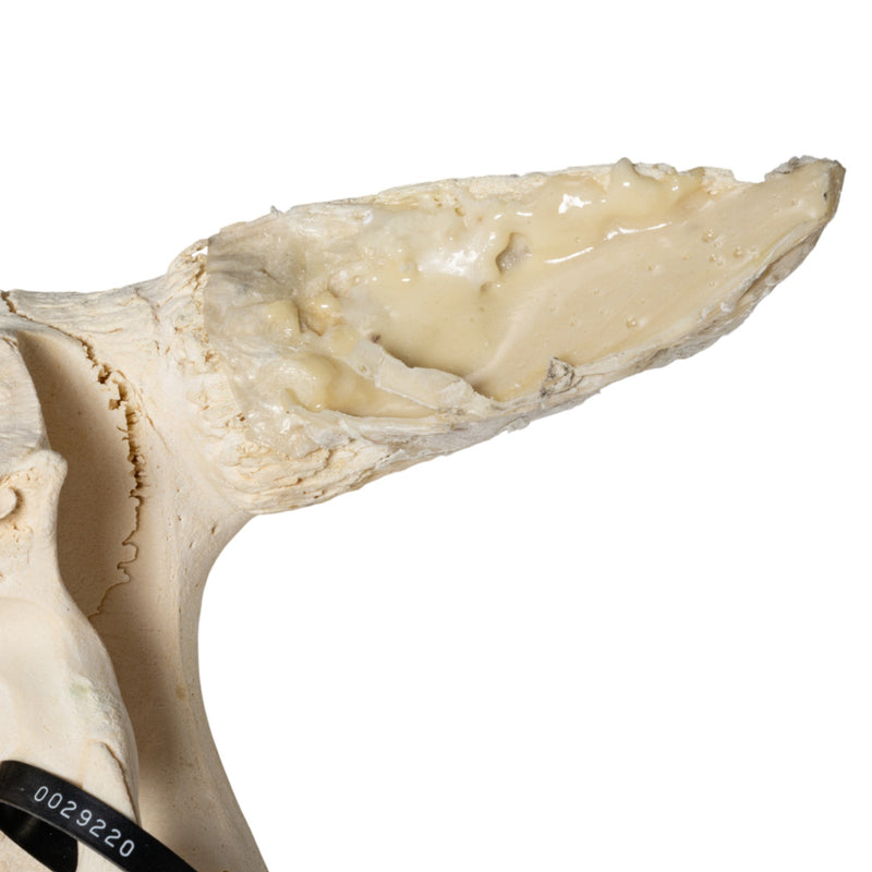 Real Longhorn Skull