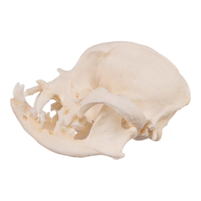 Real Domestic Dog Skull - Severe Periodontal