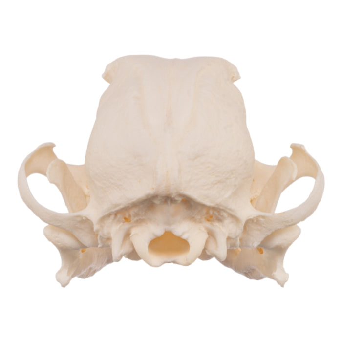 Real Domestic Dog Skull - Severe Periodontal