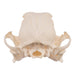 Real Domestic Dog Skull - Severe Periodontal