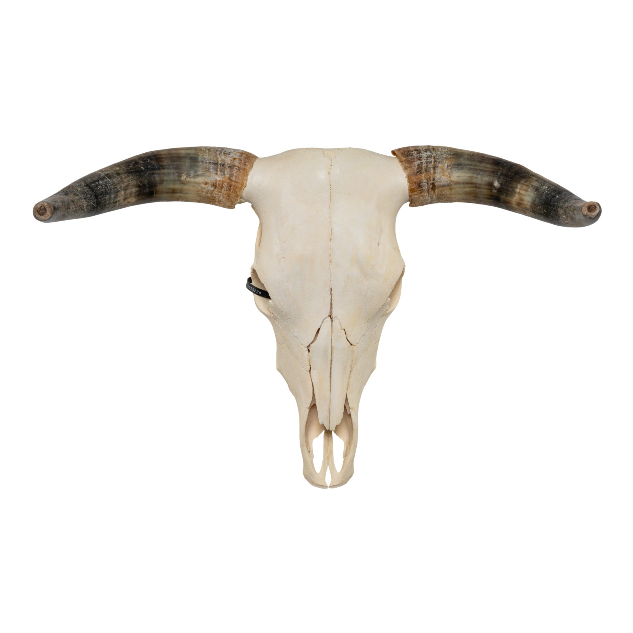 Real Longhorn Skull For Sale — Skulls Unlimited International, Inc.