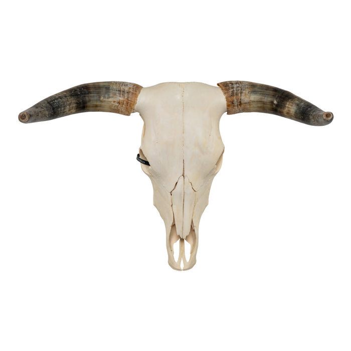 Real Longhorn Skull