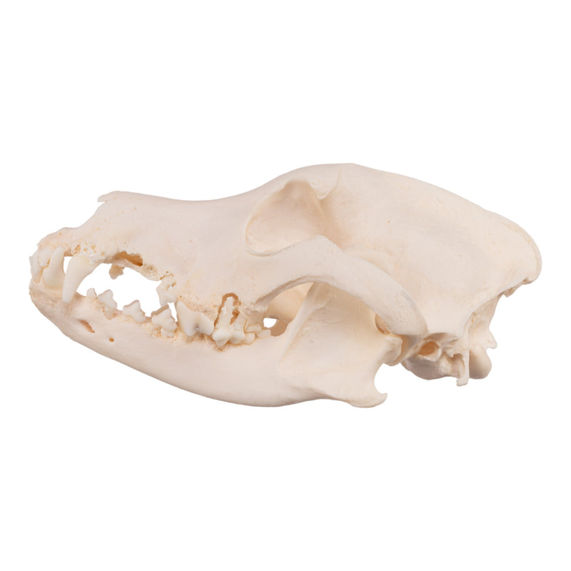 Real Domestic Dog Skull - Severe Periodontal