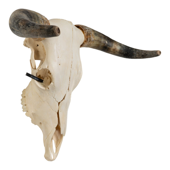 Real Longhorn Skull