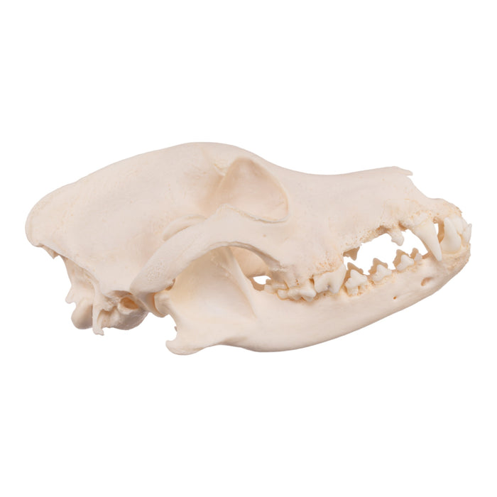 Real Domestic Dog Skull - Severe Periodontal