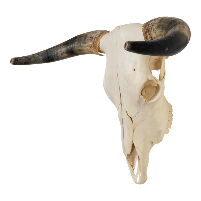 Real Longhorn Skull