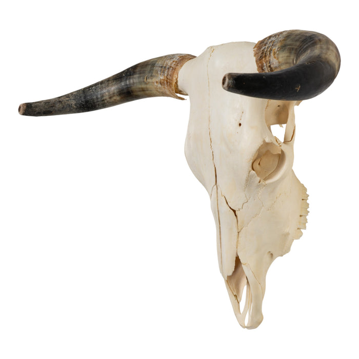 Real Longhorn Skull