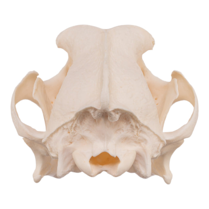 Real Domestic Dog Skull - Severe Periodontal