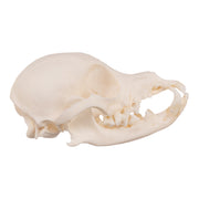 Real Domestic Dog Skull - Periodontal