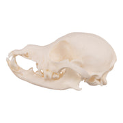 Real Domestic Dog Skull - Periodontal