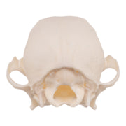 Real Domestic Dog Skull - Periodontal