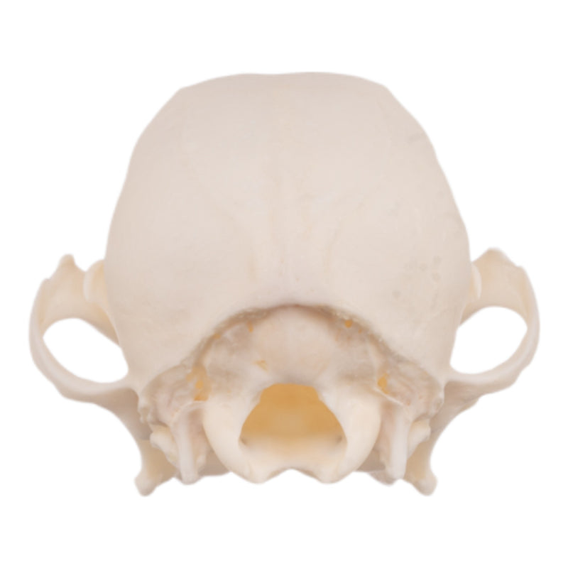 Real Domestic Dog Skull - Periodontal