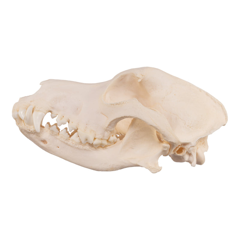 Real Domestic Dog Skull - Periodontal
