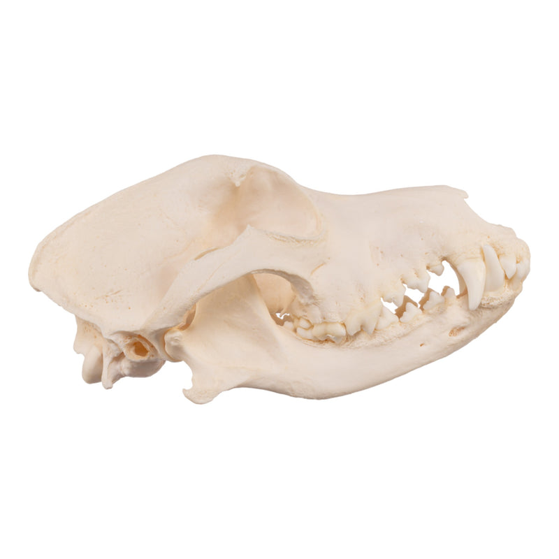 Real Domestic Dog Skull - Periodontal