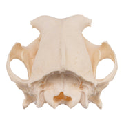 Real Domestic Dog Skull - Periodontal
