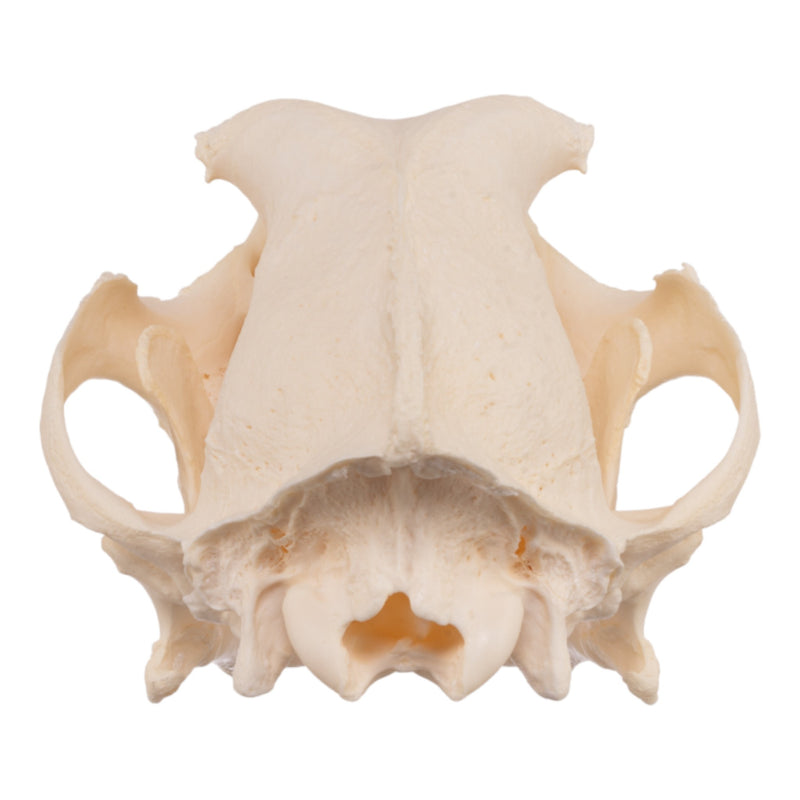 Real Domestic Dog Skull - Periodontal
