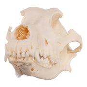 Real Domestic Dog Skull - Periodontal