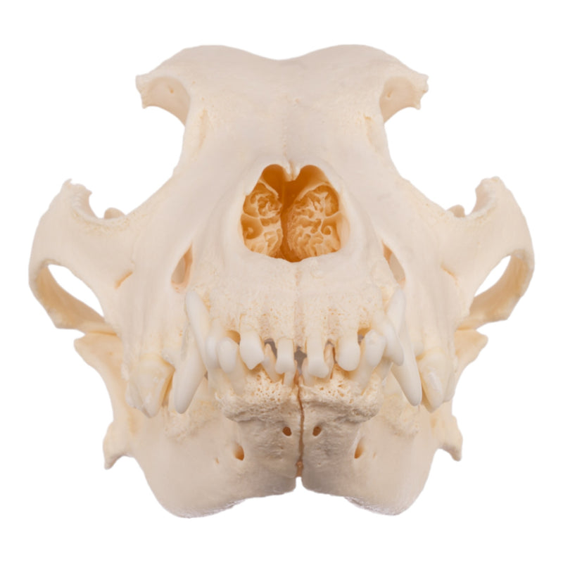 Real Domestic Dog Skull - Periodontal