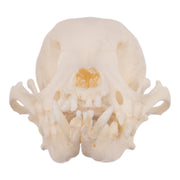 Real Domestic Dog Skull - Periodontal