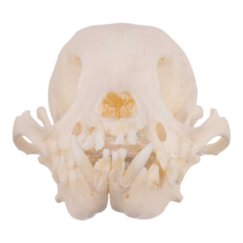 Real Domestic Dog Skull - Periodontal